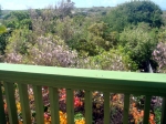 Treetop View from Cottage